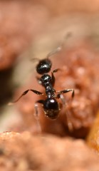 Pheidole crassicornis
