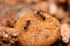 Pheidole crassicornis