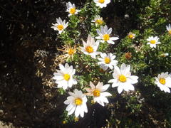 Dimorphotheca cuneata