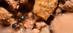 Pheidole crassicornis