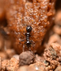 Pheidole crassicornis