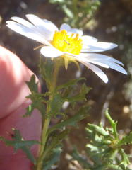 Dimorphotheca cuneata