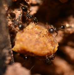 Pheidole crassicornis
