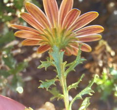 Dimorphotheca cuneata
