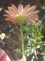 Dimorphotheca cuneata