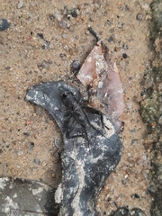 Loxoblemmus equestris