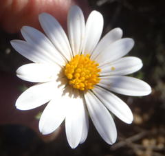 Dimorphotheca cuneata