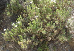 Dimorphotheca cuneata