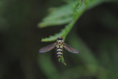 Meliscaeva cinctella image