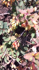 Berberis aetnensis