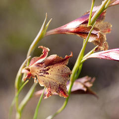 Gladiolus maculatus