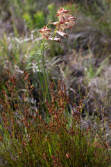 Gladiolus maculatus