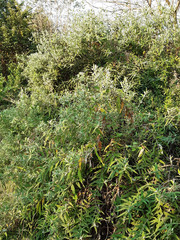 Buddleja saligna