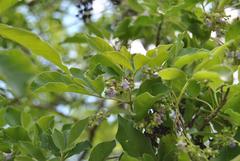 Vitex obovata obovata