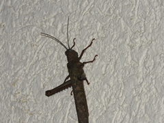 Tropidacris cristata