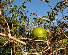 Strychnos spinosa spinosa