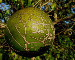 Strychnos spinosa spinosa