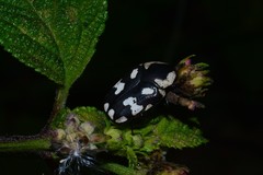 Clinteria klugi