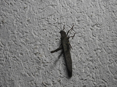 Tropidacris cristata