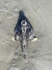 Ogcocephalidae