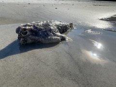 Ogcocephalidae