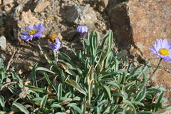 Erigeron leiomerus