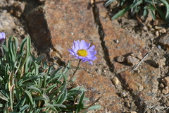 Erigeron leiomerus