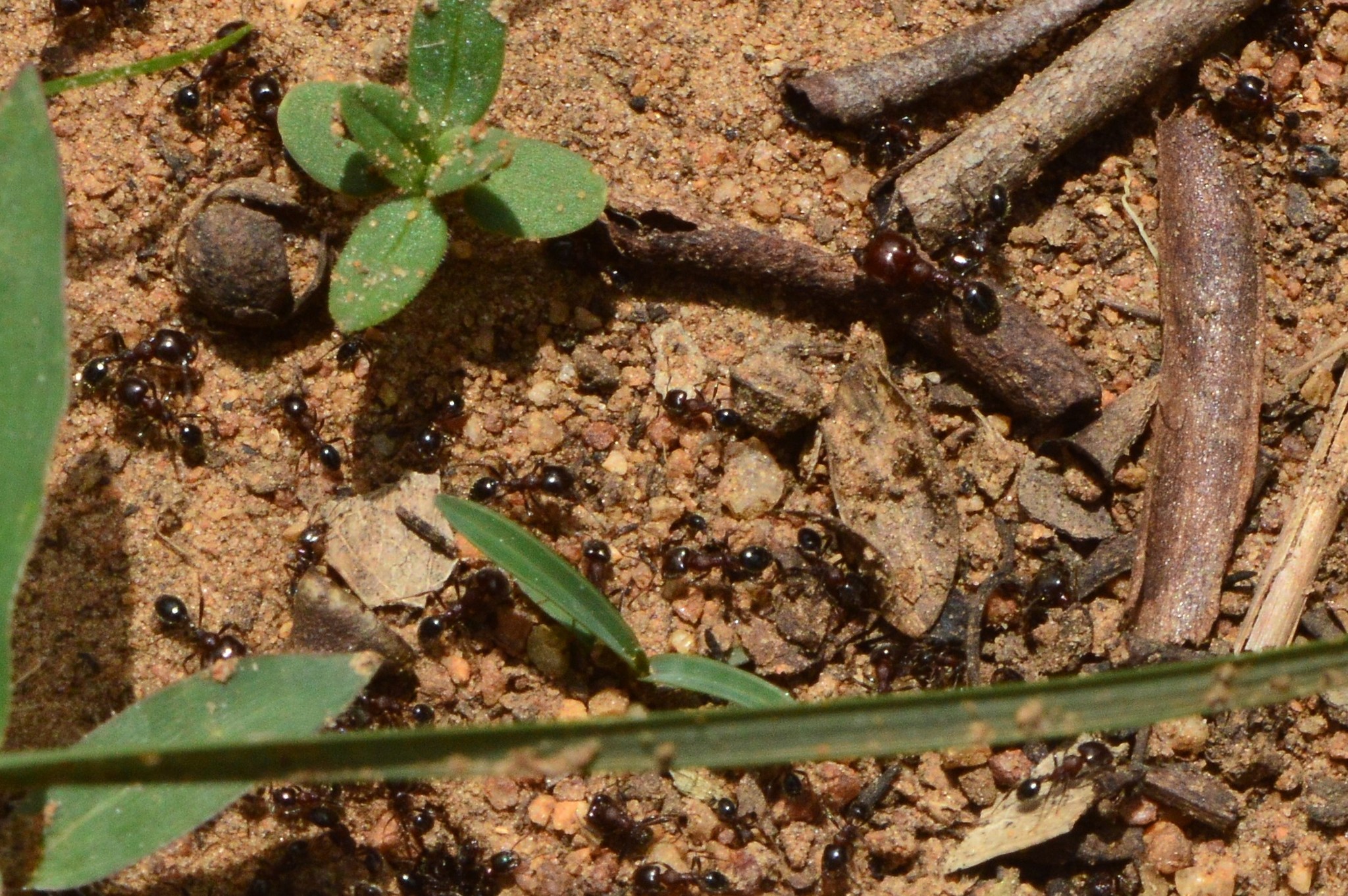Trichomyrmex glaber