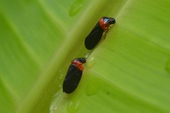 Phymatostetha