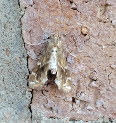 Petrophila avernalis