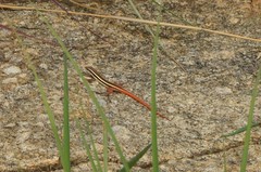 Ophisops leschenaultii