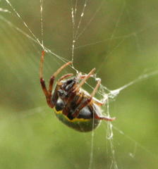 Araneus apricus