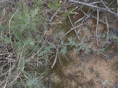 Asparagus capensis capensis