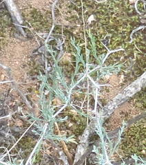 Asparagus capensis capensis