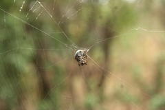 Araneus apricus
