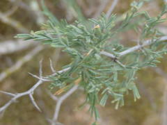Asparagus capensis capensis