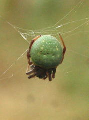 Araneus apricus