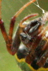Araneus apricus