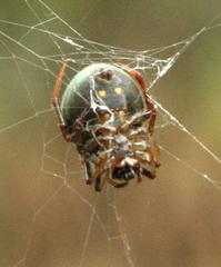 Araneus apricus