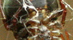 Araneus apricus