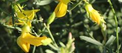Crotalaria lebeckioides