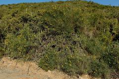 Crotalaria lebeckioides