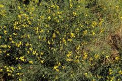 Crotalaria lebeckioides