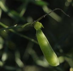 Crotalaria lebeckioides