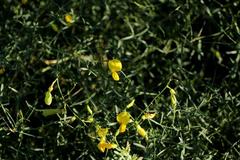 Crotalaria lebeckioides