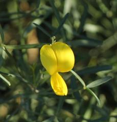Crotalaria lebeckioides