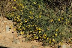 Crotalaria lebeckioides