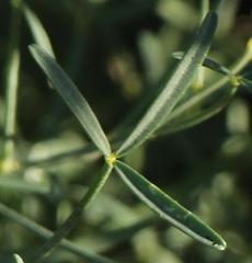 Crotalaria lebeckioides