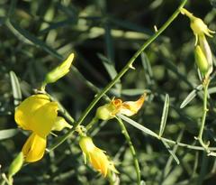 Crotalaria lebeckioides