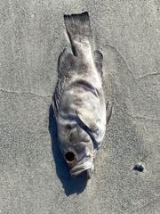 Epinephelus morio